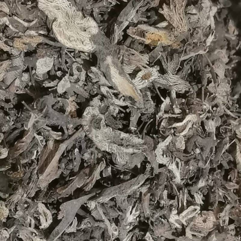 山东菏泽一手货源升麻品质好价格优对接全国市场欢迎采购