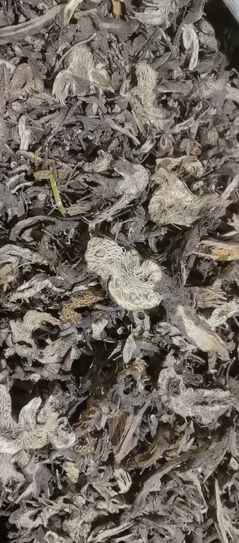 山东菏泽一手货源升麻品质好价格优对接全国市场欢迎采购