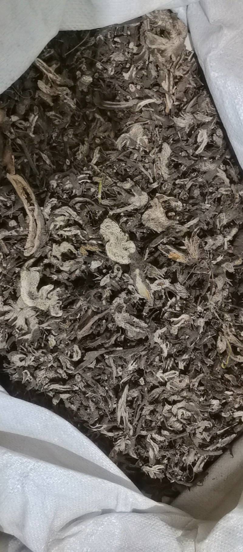 山东菏泽一手货源升麻品质好价格优对接全国市场欢迎采购