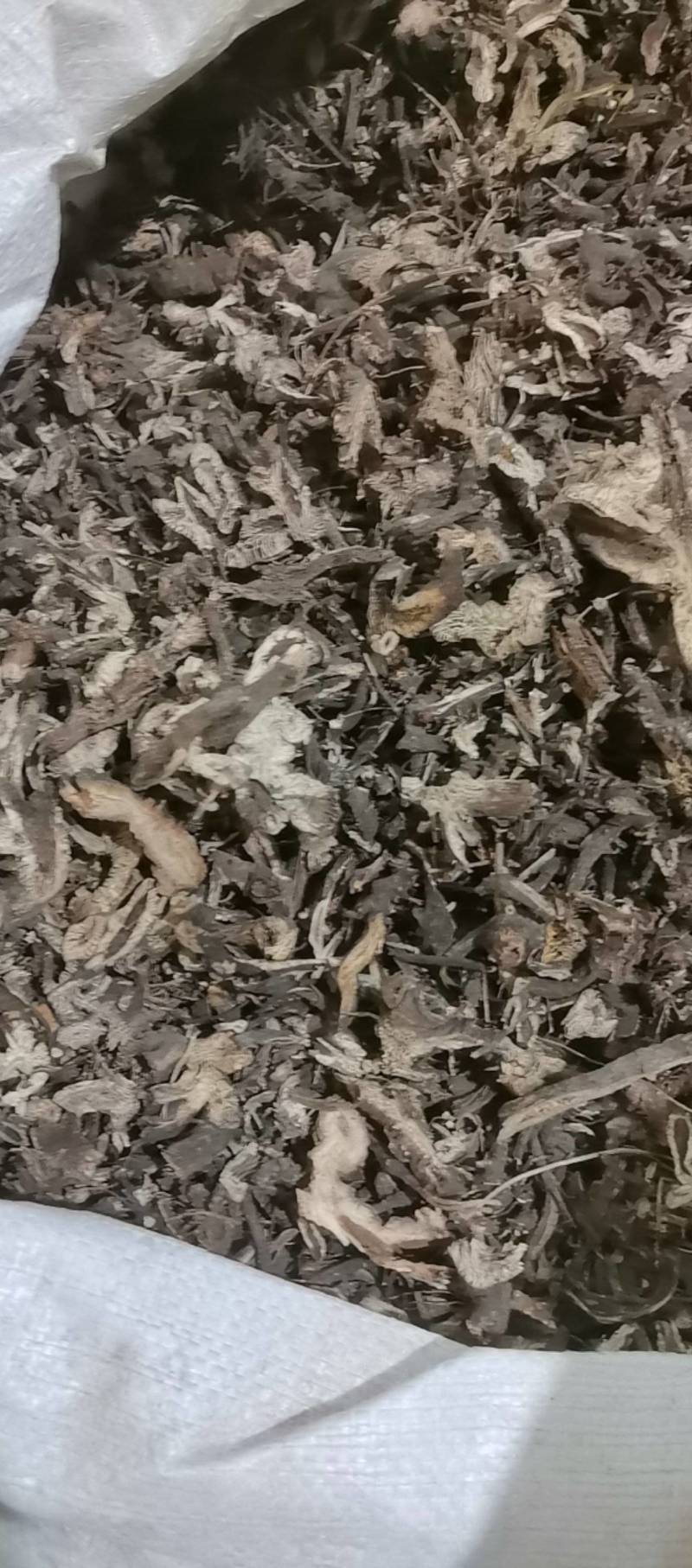 山东菏泽一手货源升麻品质好价格优对接全国市场欢迎采购
