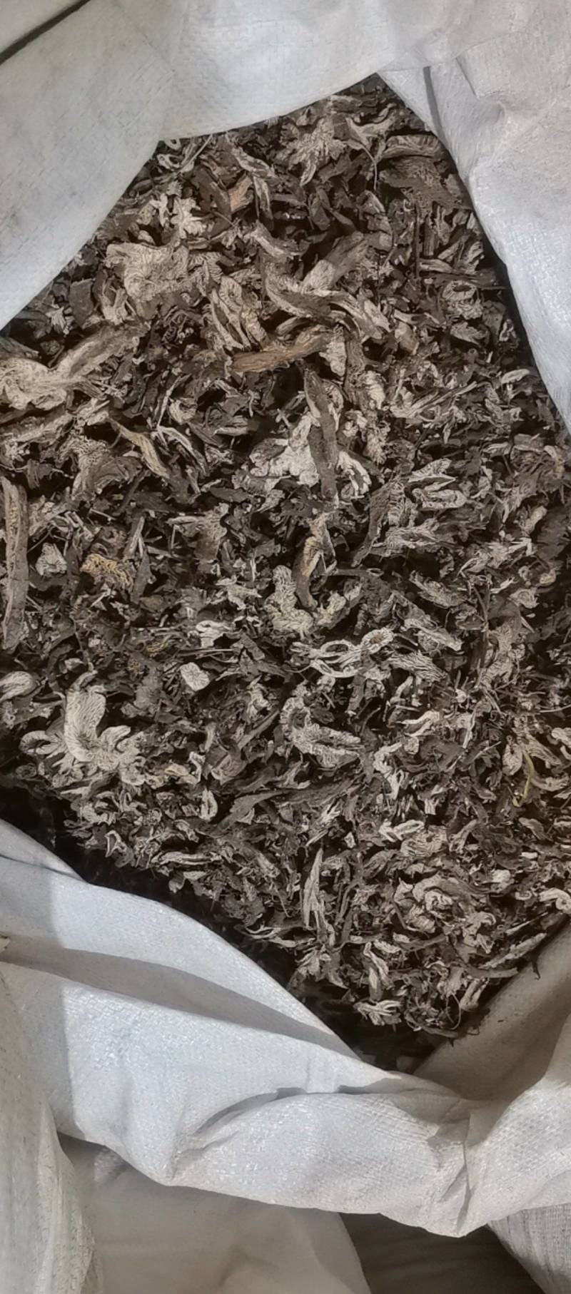 山东菏泽一手货源升麻品质好价格优对接全国市场欢迎采购