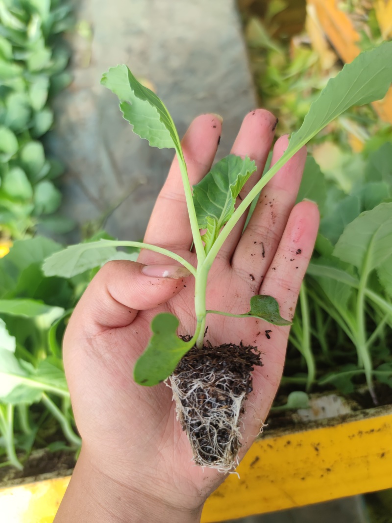 精品圆包甘蓝，根系发达，秧苗粗壮，喜欢栽的老板欢迎来电订