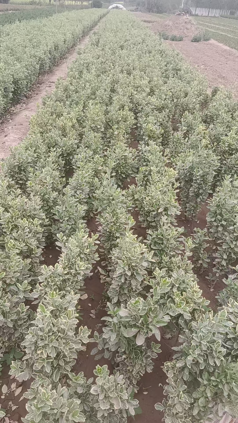 陕西金边黄杨营养杯苗地苗高45厘米冠幅25厘米