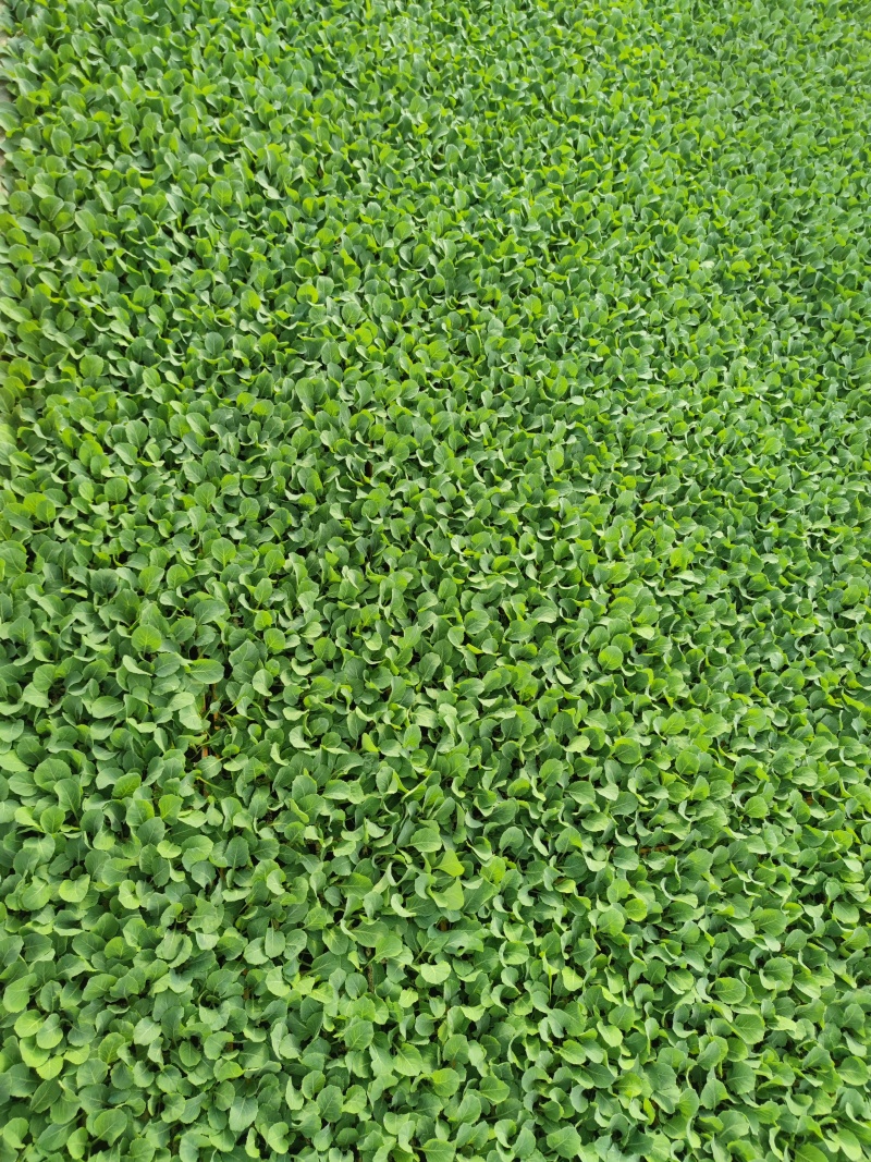 精品圆包甘蓝，根系发达，秧苗粗壮，喜欢栽的老板欢迎来电订