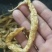 白辣椒无盐水煮