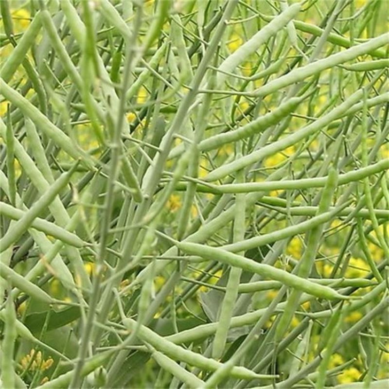 菜籽油