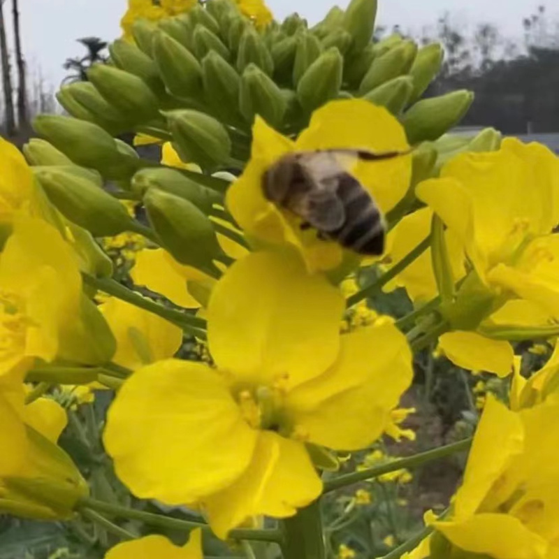 菜籽油