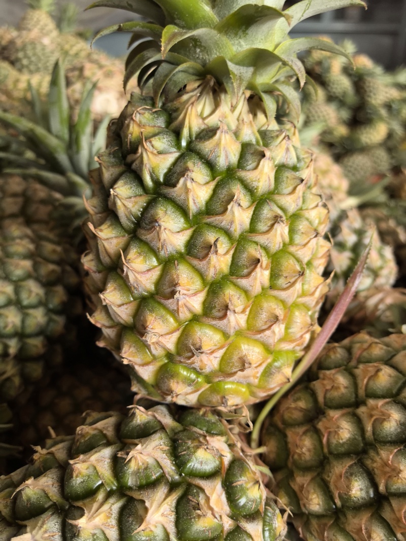 凤梨（甜蜜蜜）