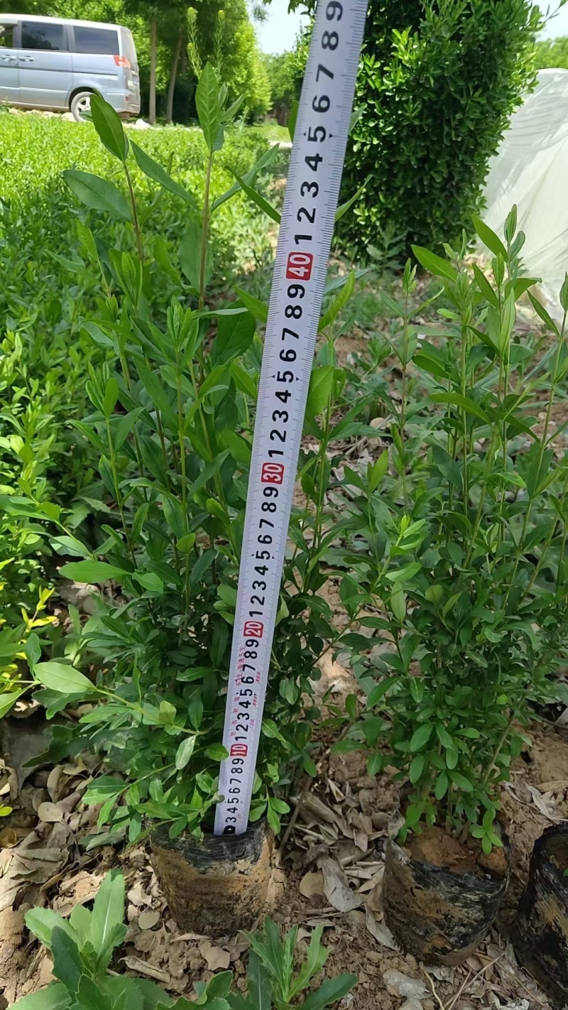 陕西营养杯水腊苗高55厘米冠幅30厘米左右基地直供