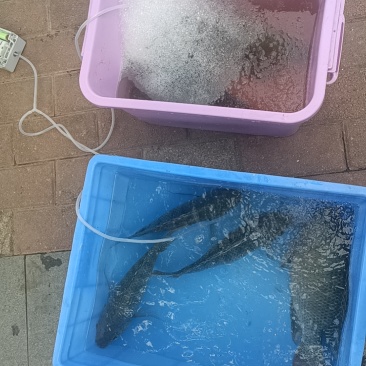 罗菲鱼