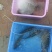 罗菲鱼