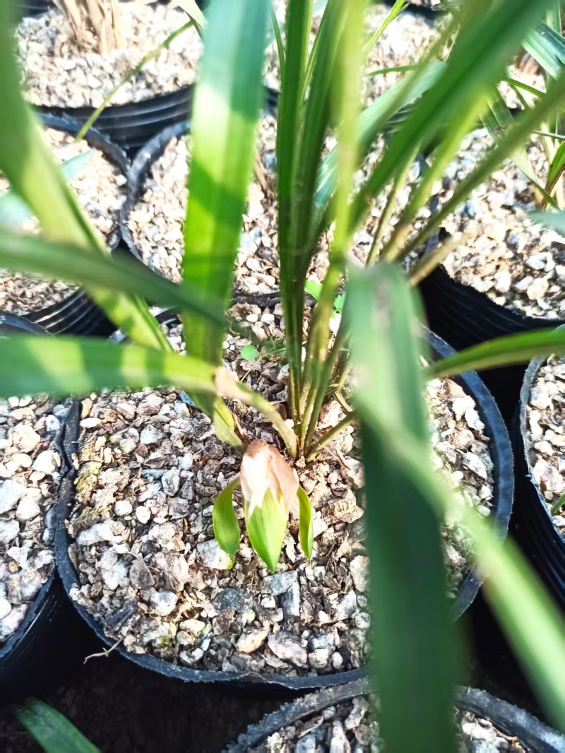 种植野生兰花，芳兰幽香，心神愉悦/大量有货/对接全国
