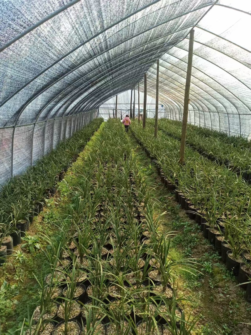 种植野生兰花，芳兰幽香，心神愉悦/大量有货/对接全国