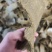 菜籽饼棉籽豆饼适用于养殖户鸡鸭鹅兔牛羊等