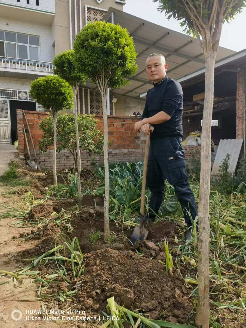 雀舌黄杨，高杆黄杨。别名千年矮，独杆高分枝
