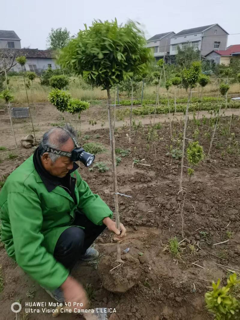 雀舌黄杨，高杆黄杨。别名千年矮，独杆高分枝
