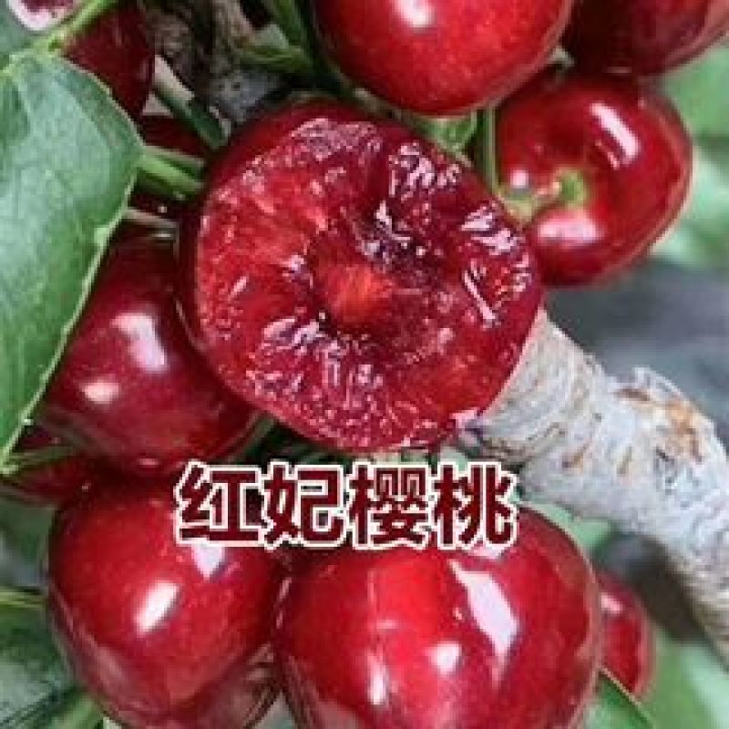 红妃水晶大樱桃