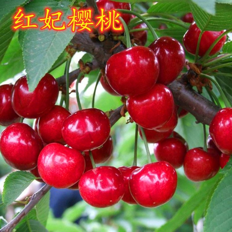 红妃水晶大樱桃