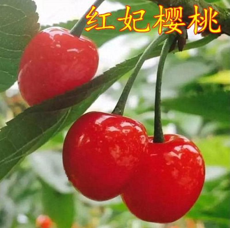 红妃水晶大樱桃