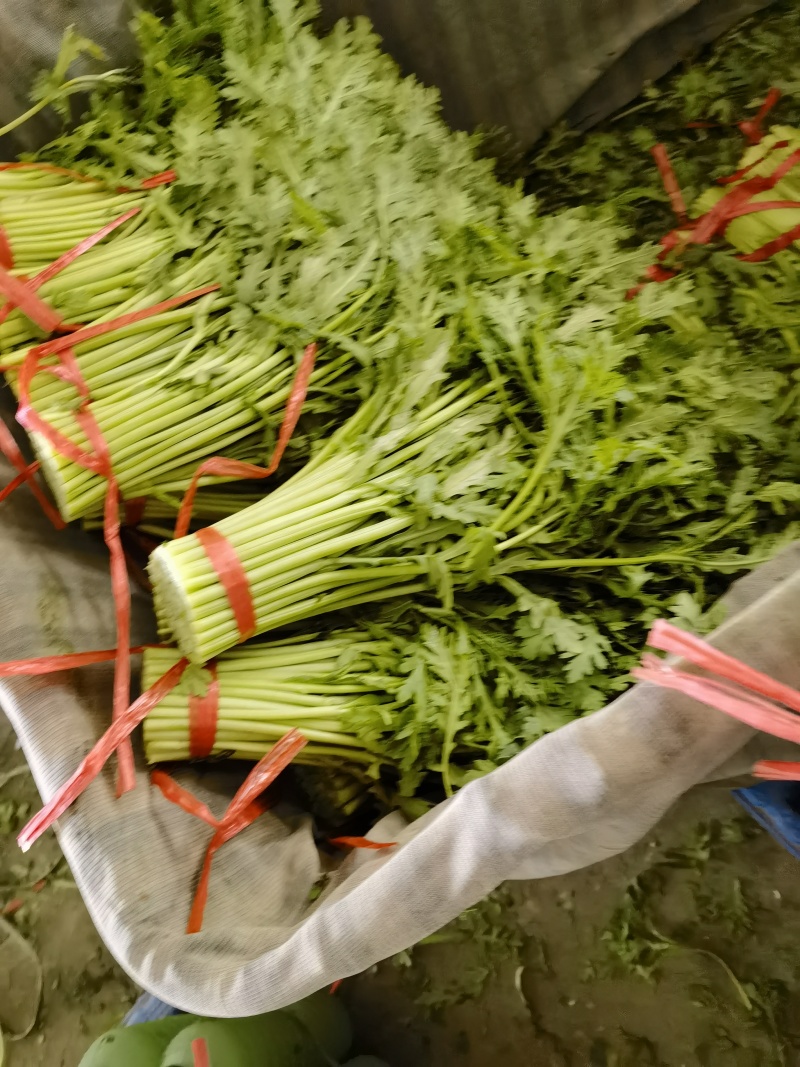 青海小叶茼蒿产地直发长期稳定供货欢迎各位老板咨询