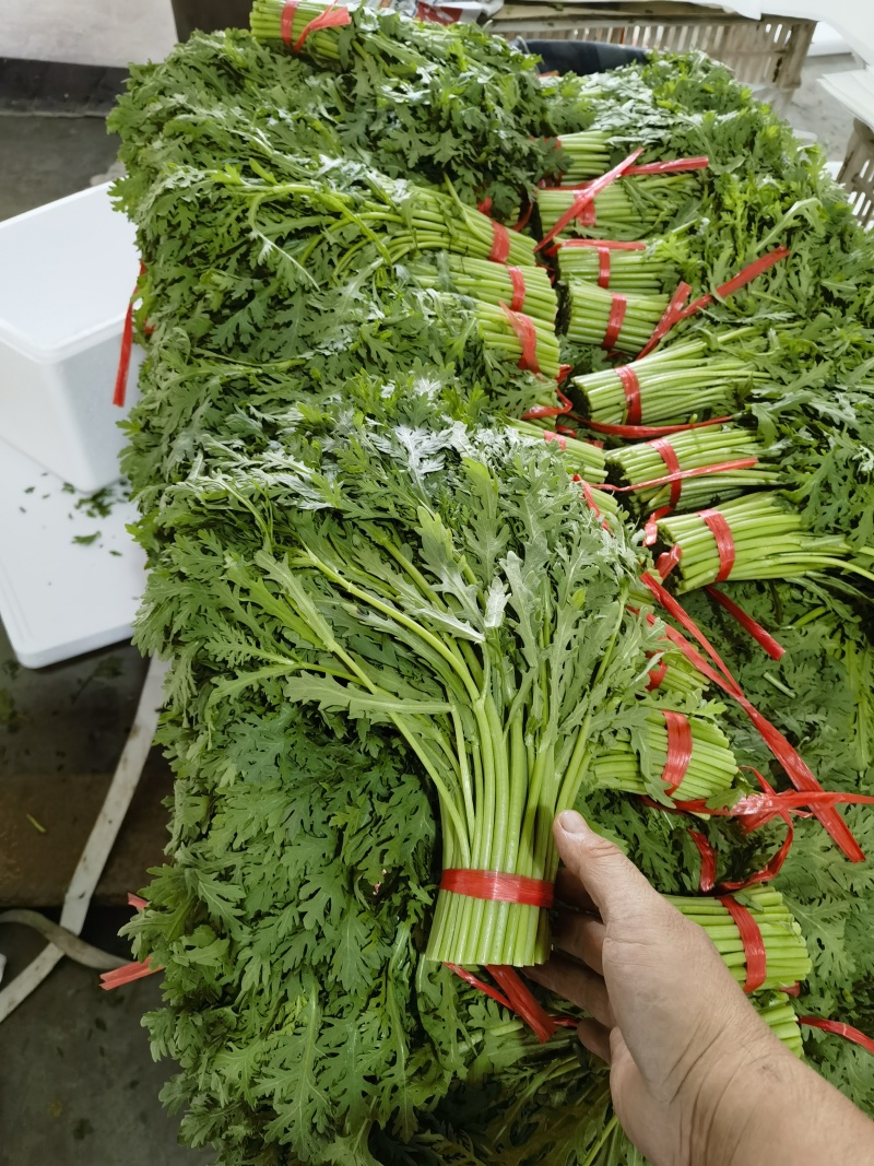 青海小叶茼蒿产地直发长期稳定供货欢迎各位老板咨询