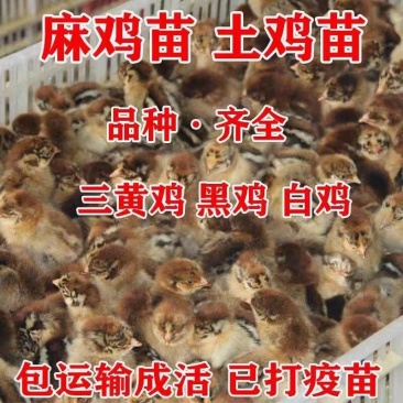 出壳鸡苗青脚麻鸡苗九斤红鸡苗瑶鸡苗厂家直发技术