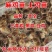 出壳鸡苗青脚麻鸡苗九斤红鸡苗瑶鸡苗厂家直发技术