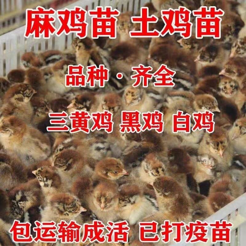 出壳鸡苗青脚麻鸡苗九斤红鸡苗瑶鸡苗厂家直发技术