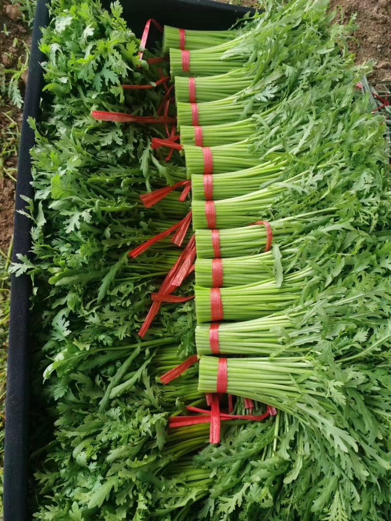 寿光精品茼蒿，大量现货，常年有货抽湿机打冷，自有代找车。