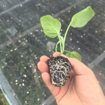 长茄苗紫黑色白肉茄子长茄基地直销保质保量价格优惠