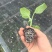 长茄苗紫黑色白肉茄子长茄基地直销保质保量价格优惠
