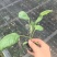 长茄苗紫黑色白肉茄子长茄基地直销保质保量价格优惠