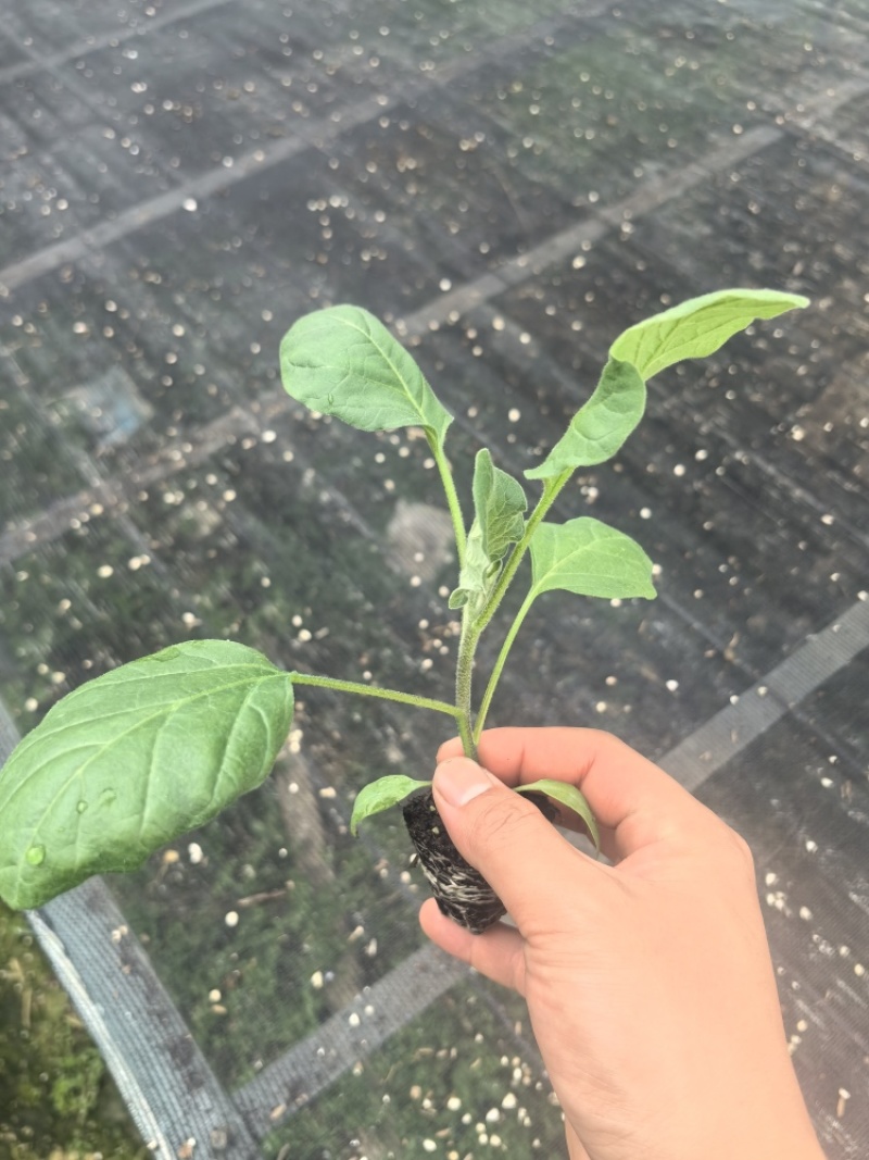 长茄苗紫黑色白肉茄子长茄基地直销保质保量价格优惠