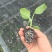 长茄苗紫黑色白肉茄子长茄基地直销保质保量价格优惠