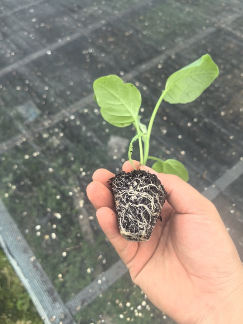 长茄苗紫黑色白肉茄子长茄基地直销保质保量价格优惠