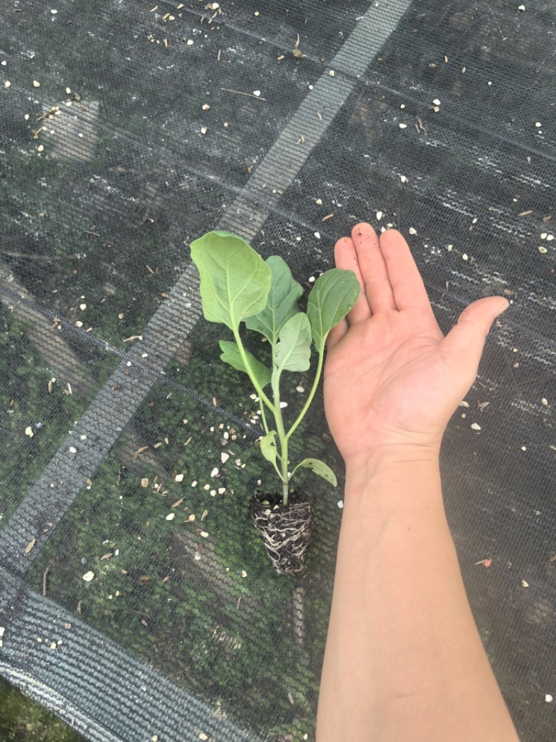 长茄苗紫黑色白肉茄子长茄基地直销保质保量价格优惠