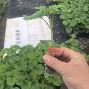 苦瓜苗蔬菜苗基地直销保质保量保成活率免费指导技术