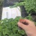 苦瓜苗蔬菜苗基地直销保质保量保成活率免费指导技术