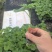 苦瓜苗蔬菜苗基地直销保质保量保成活率免费指导技术