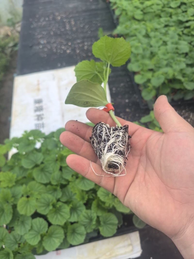 苦瓜苗蔬菜苗基地直销保质保量保成活率免费指导技术