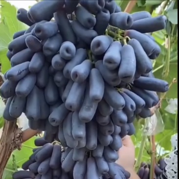 甜蜜蓝宝石葡萄苗