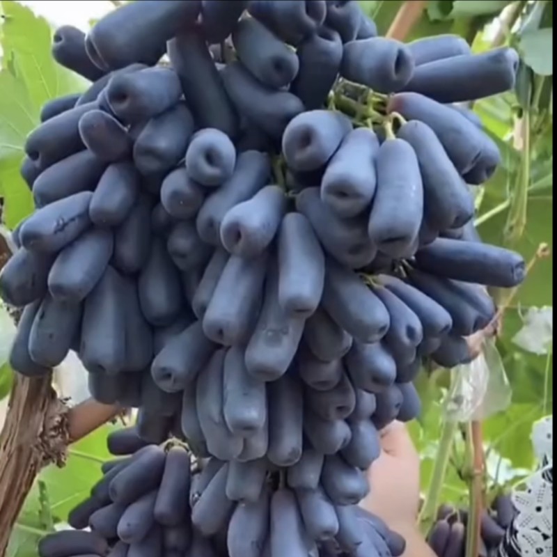 甜蜜蓝宝石葡萄苗