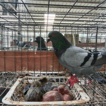 肉鸽批发