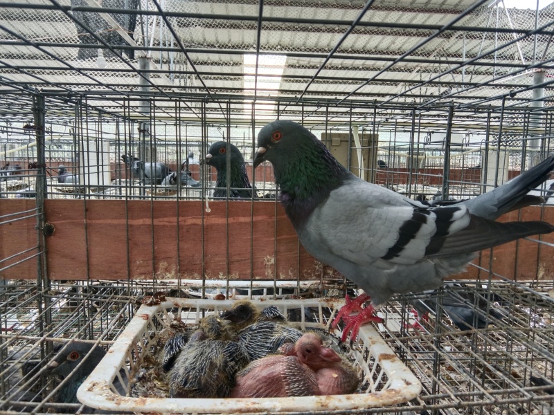 肉鸽批发