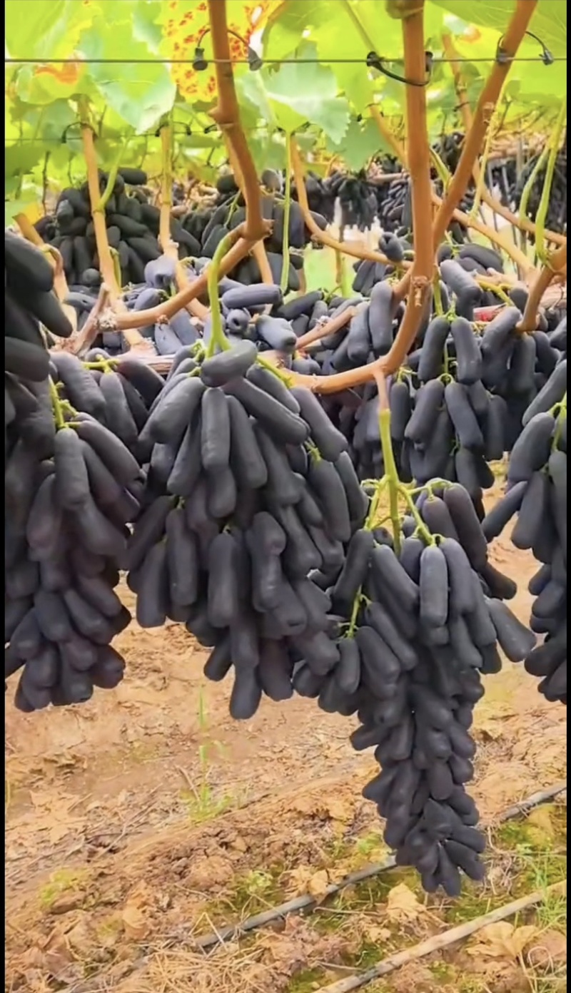 甜蜜蓝宝石葡萄苗