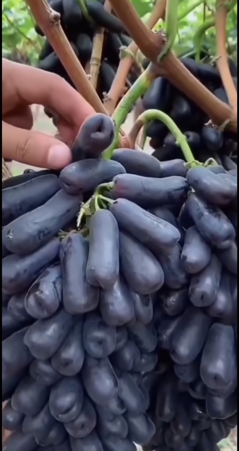 甜蜜蓝宝石葡萄苗