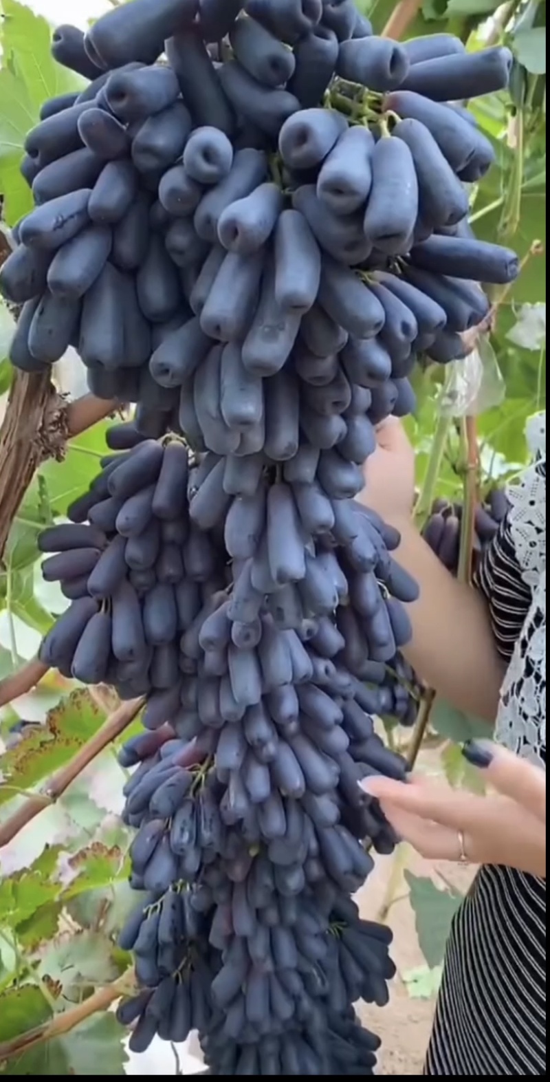 甜蜜蓝宝石葡萄苗