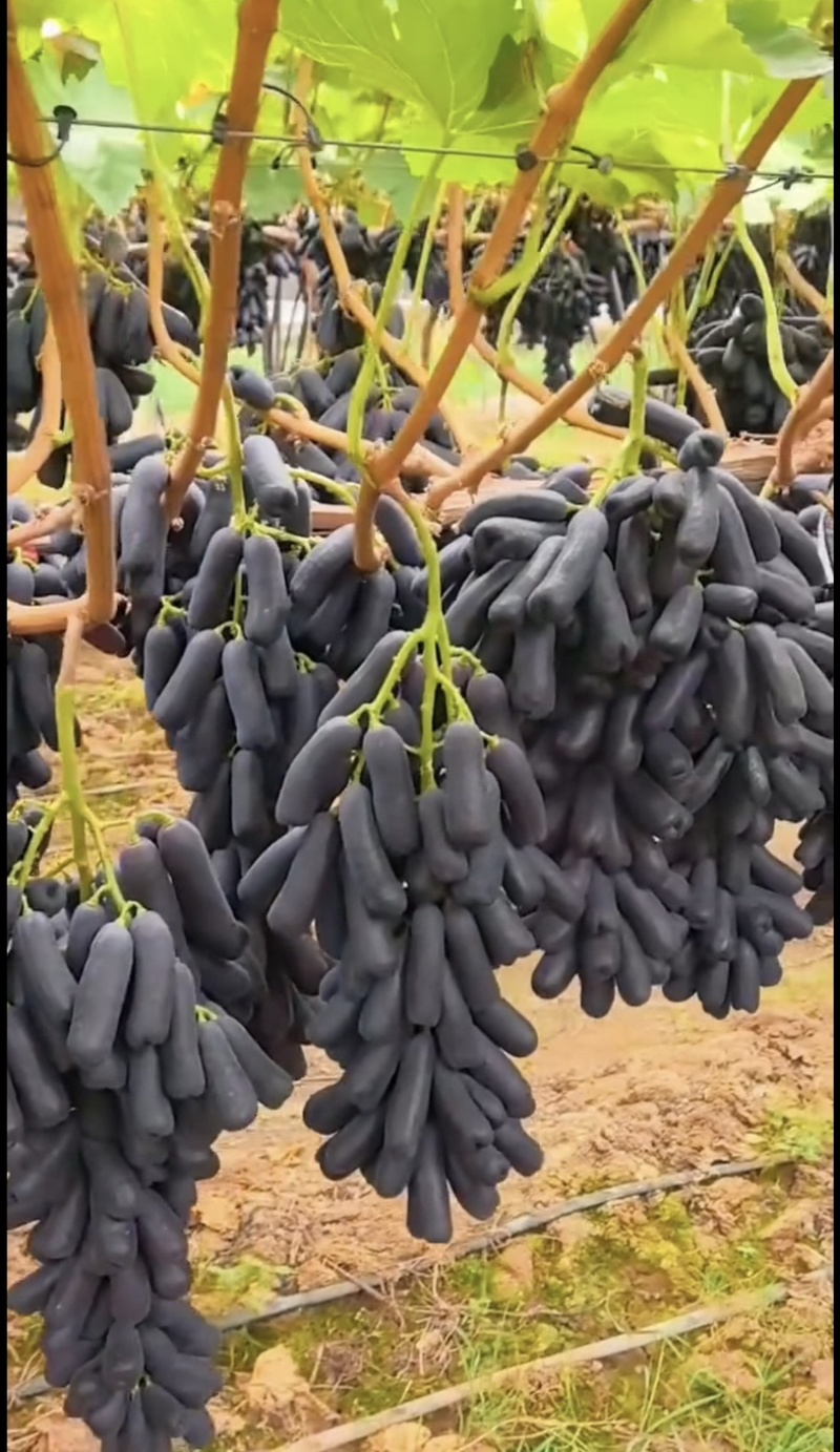 甜蜜蓝宝石葡萄苗