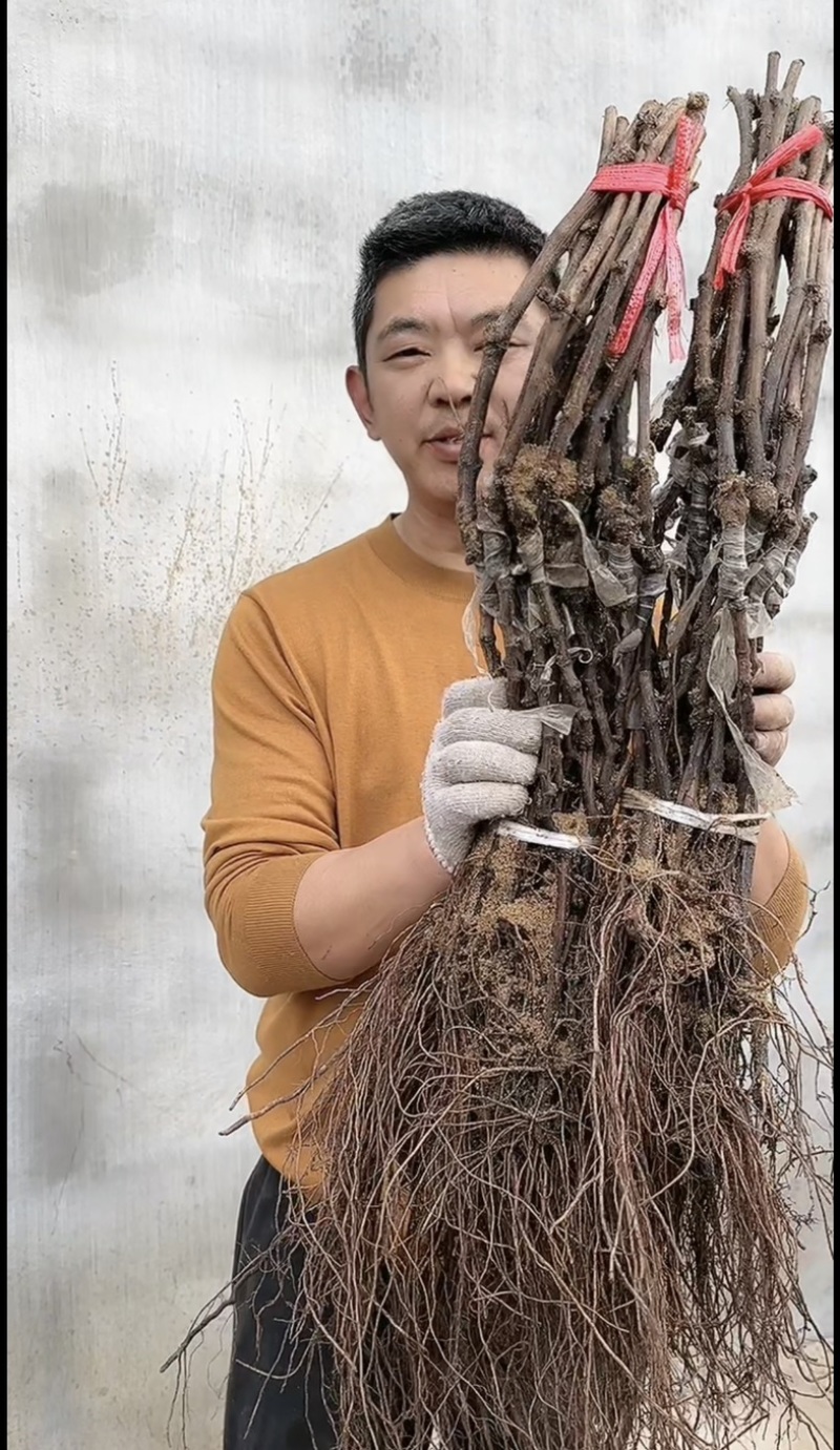 甜蜜蓝宝石葡萄苗