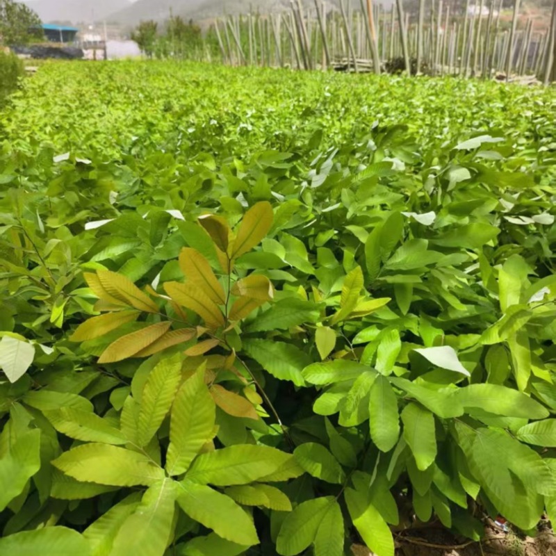 栓皮栎杯苗，基地直销，可开发票，量大从优